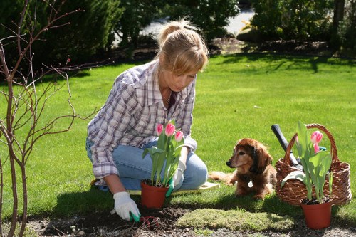Professional garden maintenance services in Harrow