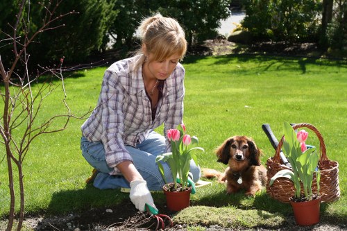 Professional maintenance of a Harrow landscape garden